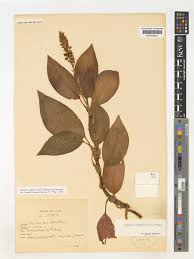 Image result for Hetaeria