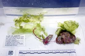 Image result for Huaceae