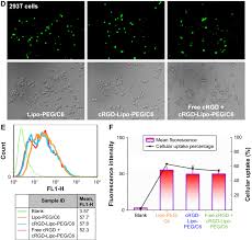 Fluorescence And Flow Cytometry Experiments In Hct116 Cells