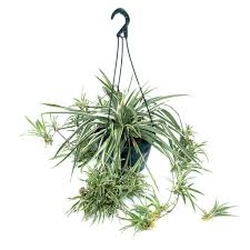 Image result for Chlorophytum pauper