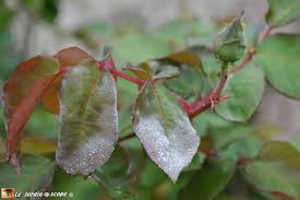 Check spelling or type a new query. Comment Reconnaitre Et Contrer L Oidium Le Jardinoscope Cote Pratique Les Bons Gestes A Faire Au Jardin