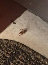 While indoor pest control is definitely a job for a professional, lawn pest control is a little more forgiving. Bioadvanced Home Pest Control Indoor Outdoor Insect Killer Ready To Use 1 Gallon Walmart Com Walmart Com