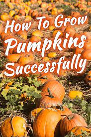 How To Grow Pumpkins Successfully Garden Tabs Growing Pumpkins Pumpkin Garden Pumpkin