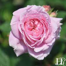 Pin On Flowers