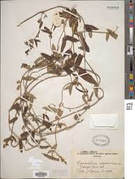 Image result for Cyphia lasiandra