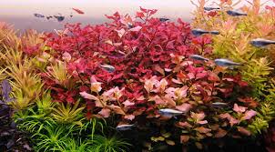 Image result for Ludwigia stenorraphe