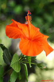 Essence Of A Woman Hibiscus Hibiscus Flowers Hibiscus Flowers