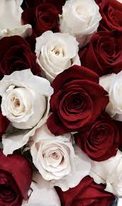 Trend White Roses Wallpaper Flower Phone Wallpaper Rose Wallpaper