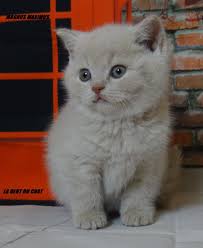 British Shorthair Cream Kitten Sevimli Hayvan Yavrulari Yavru Kediler Hayvanlar