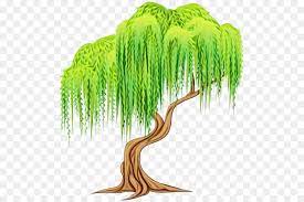 Weeping trees tend to be lovely cultivars that work well as specimen trees and focal points in the landscape. Weeping Willow Tree Drawing