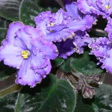 Miniature african violets prefer a position with bright light. African Violets Care Growing Conditions And Plants For Sale