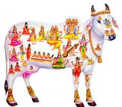 The importance of Gau Mata (the holy mother cow) - Sandipani