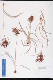 Image result for Cyperus sp. no. 1