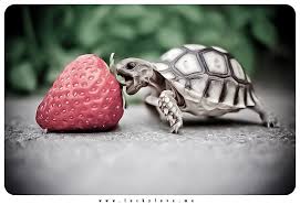 Maybe you would like to learn more about one of these? Baby Turtle Eats Strawberry Luckylovelovesyou Flickr