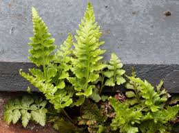 Image result for Aspleniaceae