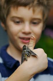 Roger & Sphinx or Hawk moths (Sphingidae)