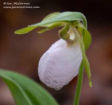 Image result for Erythrocephalum albiflorum