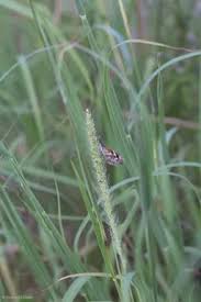 Image result for Paspalum plicatulum
