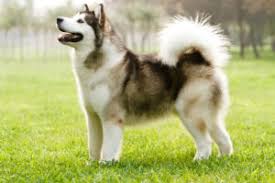 Below is a sample search of our alaskan malamute breeders with puppies for sale. Alaskan Malamute Puppies Animal Kingdom Puppies N Love