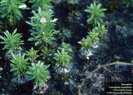 Image result for Limnophila fluviatilis