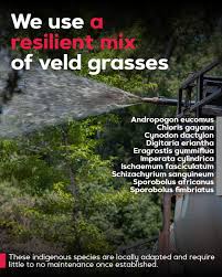 Image result for Andropogon eucomus