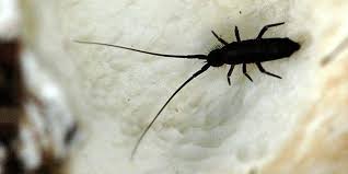 Find pest control companies near you. Springtails Or Fleas The Residential Pest Control Experts Can Help You Get Rid Of Either Guarantee Pest Control Inc