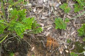 Image result for Selaginella imbricata