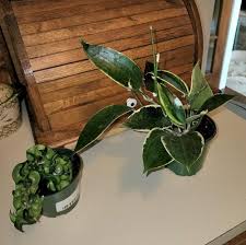 Image result for Carvalhoa macrophylla