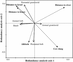 Image result for Courtoisina assimilis
