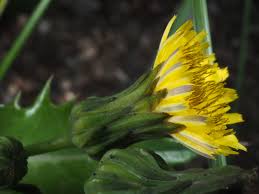 Image result for Sonchus schweinfurthii