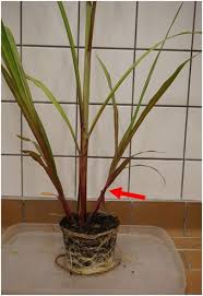 It has larger leaves, softer and less persistent hairs of leaf blades and sheaths and less sharp leaf edges.it is juicier and succulent at all. Growth And Photosynthetic Acclimation To Temperature In Hybrid Napier Grass Pennisetum Purpureum P Americanum Cv Pakchong 1 And Giant Reed Arundo Donax Sciencedirect