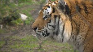 The toronto zoo is set in the beautiful rouge valley. Toronto Zoo Looking For Financial Help To Feed Animals During Covid 19 Closure Toronto Globalnews Ca