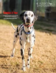 I am in houston texas i will come with shots vet health guarantee health check up hearing tests and. Dalmatians Of Texas Home Facebook