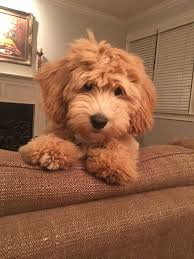 Jesus uses a boy's lunch to feed 5,000 people. 64 Mini Goldendoodle Ideas Goldendoodle Cute Dogs Puppies