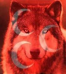 Bozkurt Turkish People Wolf Animals