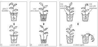 Epingle Par Magalie Sur Les Plantes Plante Assistance Scolaire Enseignement
