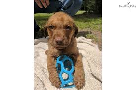 Gorgeous, purebred, unregistered chesapeake bay retriever puppies. Chesapeake Bay Retriever Puppy For Sale Near Atlanta Georgia Aa7cb15f 76b1 Chesapeake Bay Retriever Retriever Puppy Chesapeake Bay Retriever Puppy