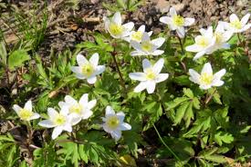 Wood Anemone Wood Anemone Flowers Plants