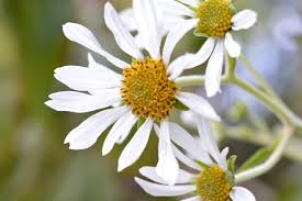 Image result for Montanoa bipinnatifida