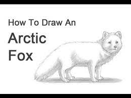 Step by step tutorial, teach you how to draw out this cartoon arctic fox, very simple. How To Draw An Arctic Fox Youtube
