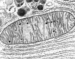 Resultado de imagen de MITOCONDRIA ELECTRONICO