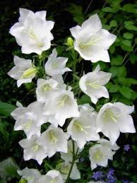 Pack X6 Campanula Persicifolia White Alba Perennial Plug Plants Campanula Campanula Flowers Different Flowers Images