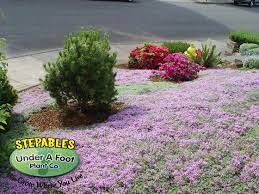 Pin On No Mow Lawn