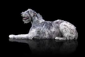 The long hair gives an added dimension to a large dog. Largest Dog Breeds Featuring The Biggest Dog In The World