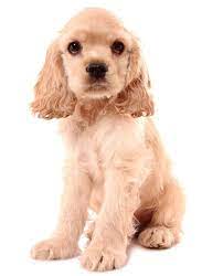 The 30 Cutest Cocker Spaniel Puppies You Ll Ever See Cocker Spaniel Puppies Spaniel Puppies Cocker Spaniel Dog