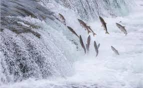 By doll eye · 2 posts. Best Places To See The Salmon Run Worldatlas