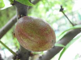 Manfaat buah mahkota dewa juga dapat digunakan untuk mencegah kanker. Mahkota Dewa Buah Simalakama Si Raja Obat Ideal House