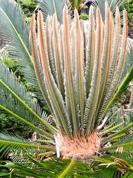 Image result for Cycas