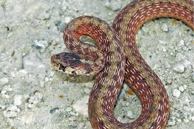 Common garter snakes range from 18 to 54 inches in length. Dekay S Brownsnake Oklahoma Department Of Wildlife Conservation