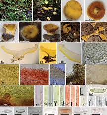 Image result for Chlorosplenium chlora